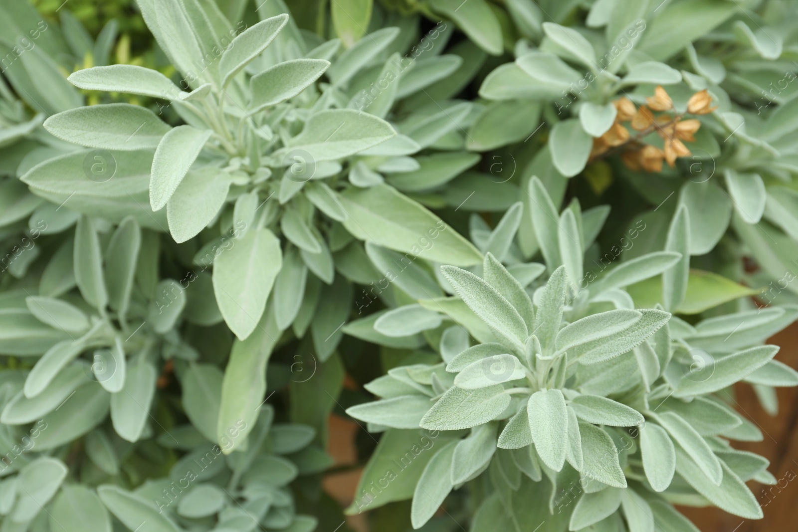 Photo of Beautiful sage with green leaves growing outdoors