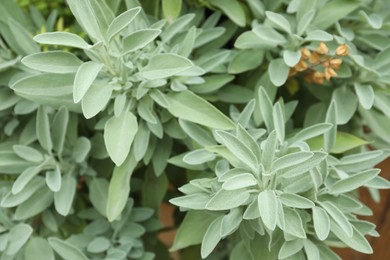 Beautiful sage with green leaves growing outdoors