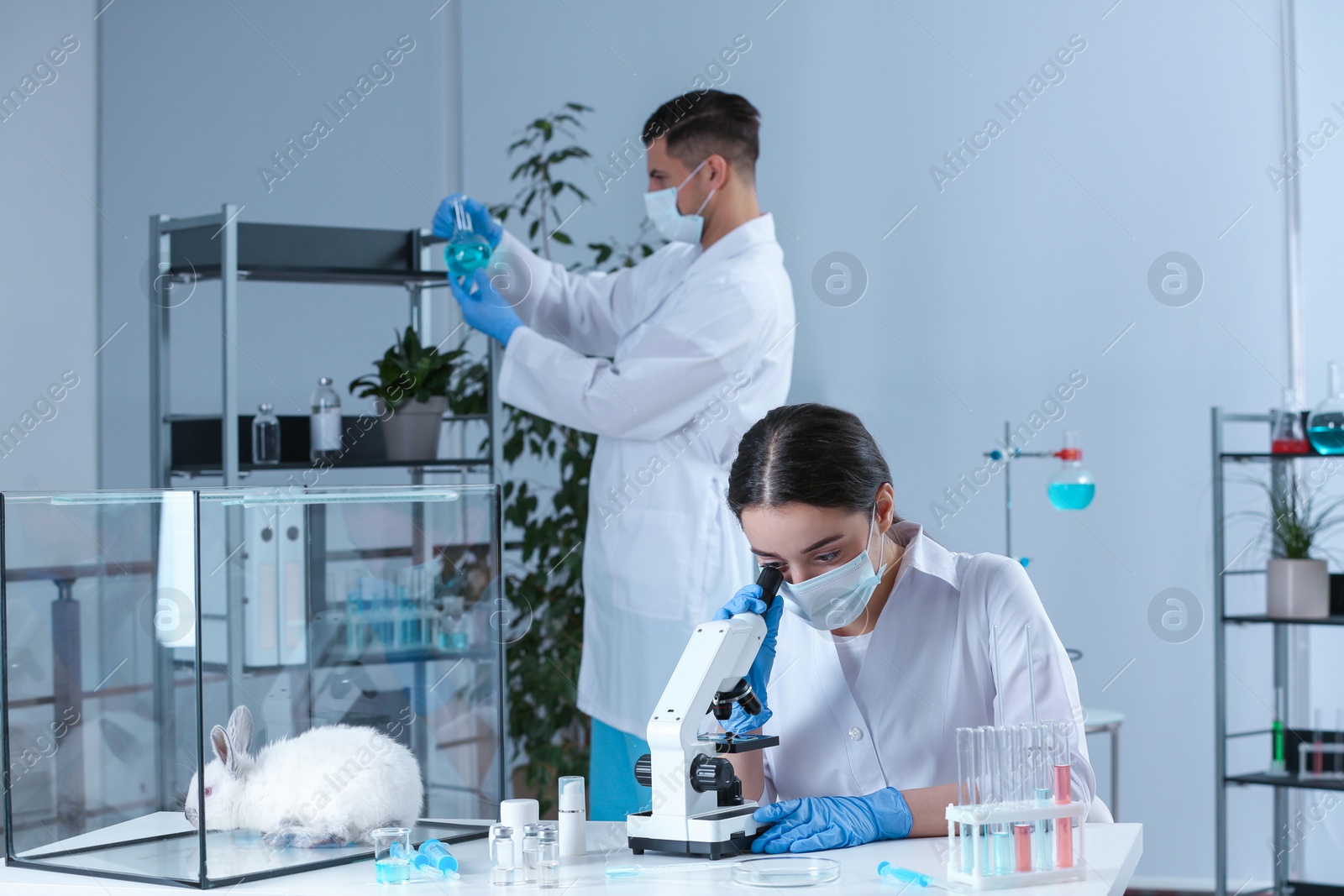 Photo of Scientists working in chemical laboratory. Animal testing