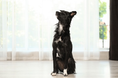 Photo of Cute dog sitting on floor in room