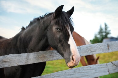 Photo of Beautiful horse near fence outdoors. Lovely domesticated pet