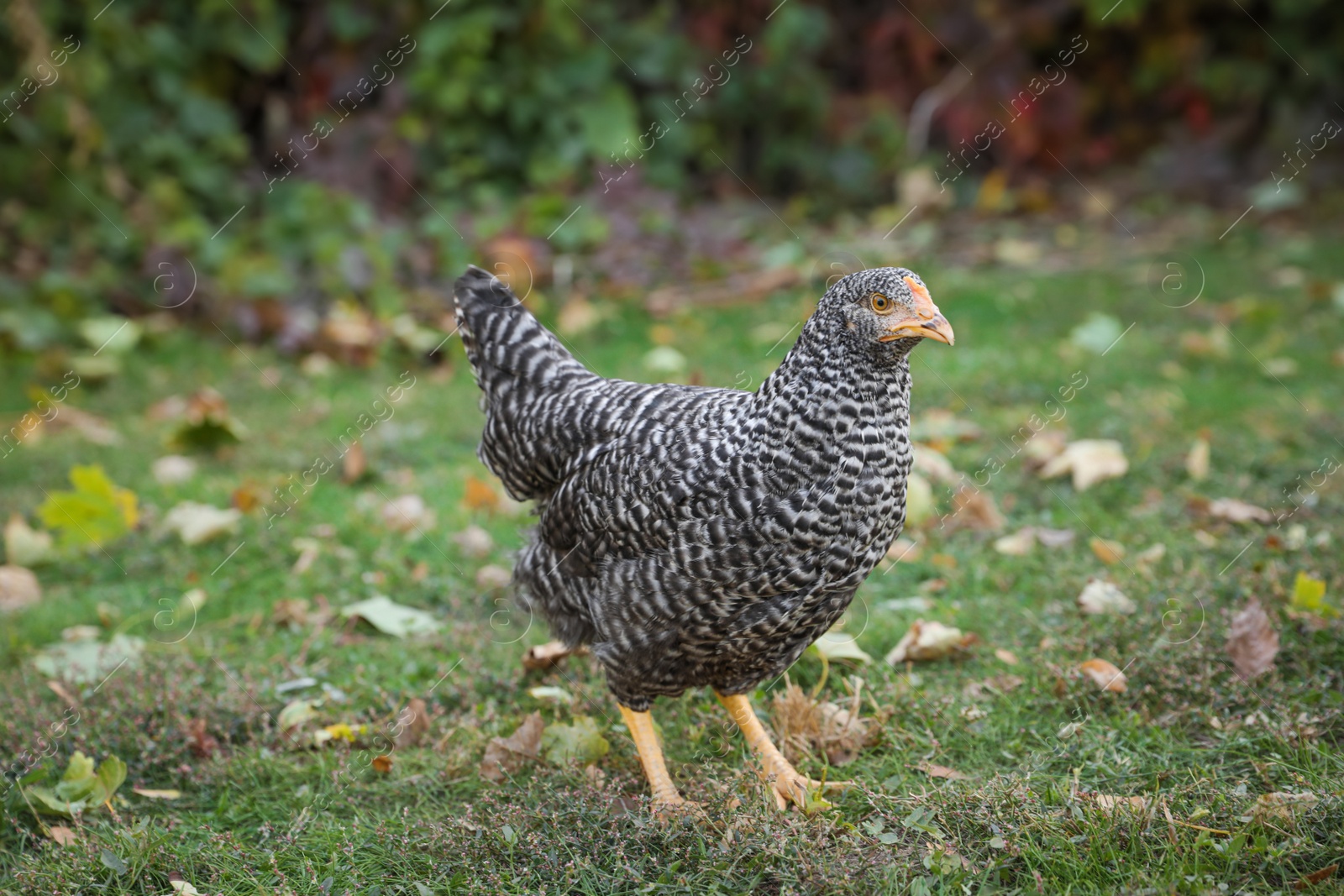 Photo of Beautiful chicken in yard on farm. Domestic animal