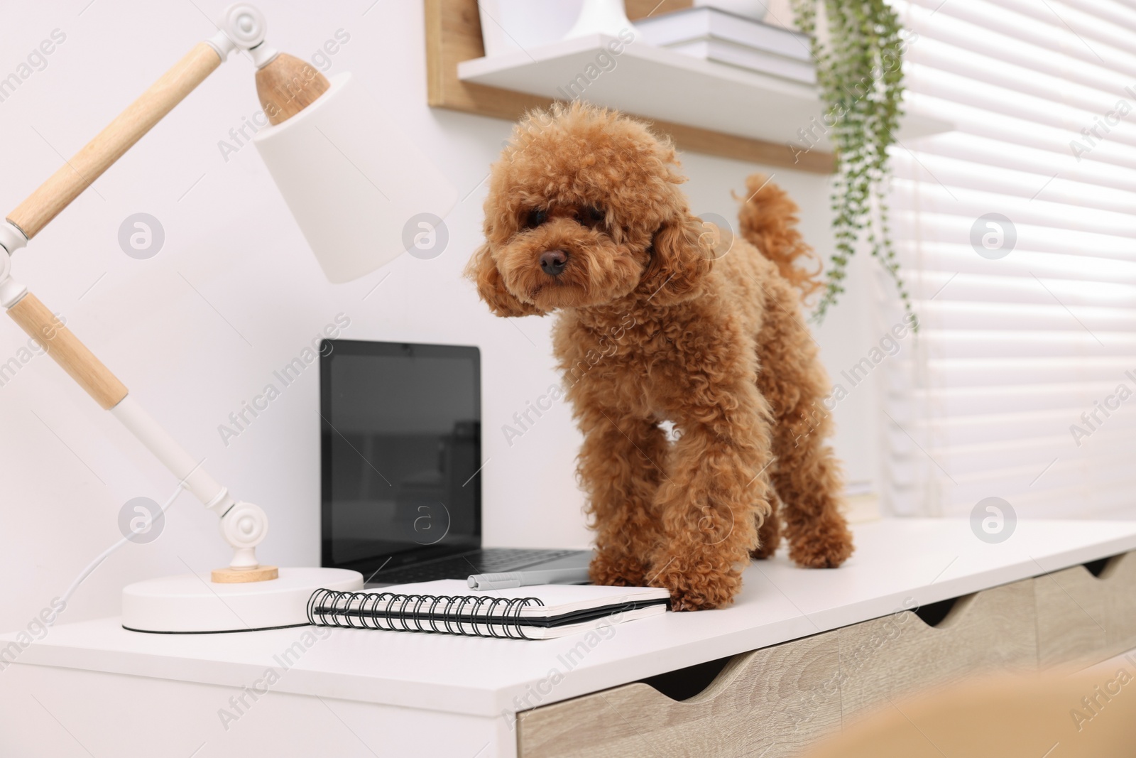 Photo of Cute Maltipoo dog on desk near laptop at home