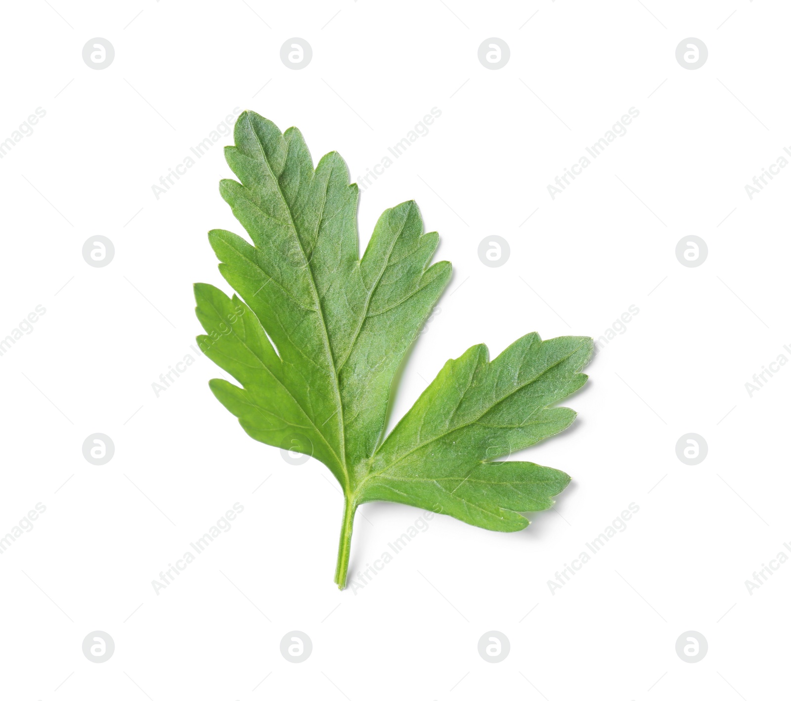 Photo of Fresh green organic parsley on white background