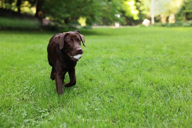 Adorable Labrador Retriever dog with ball in park, space for text