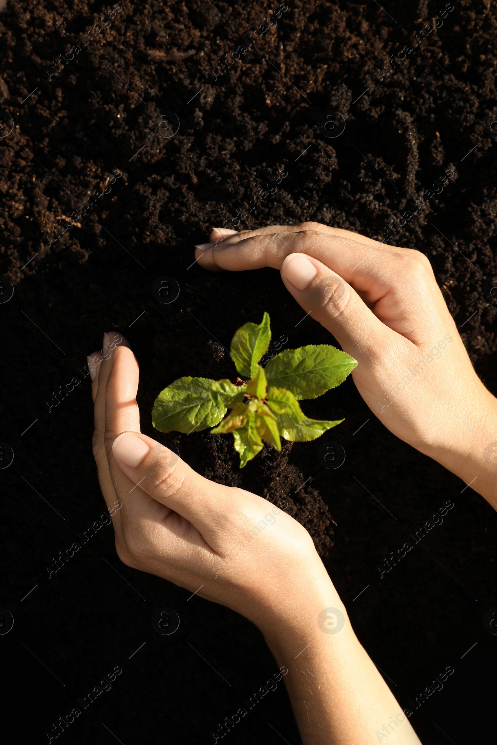 Photo of Woman planting young tree in soil, top view