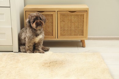 Photo of Cute dog near wet spot on beige carpet at home. Space for text