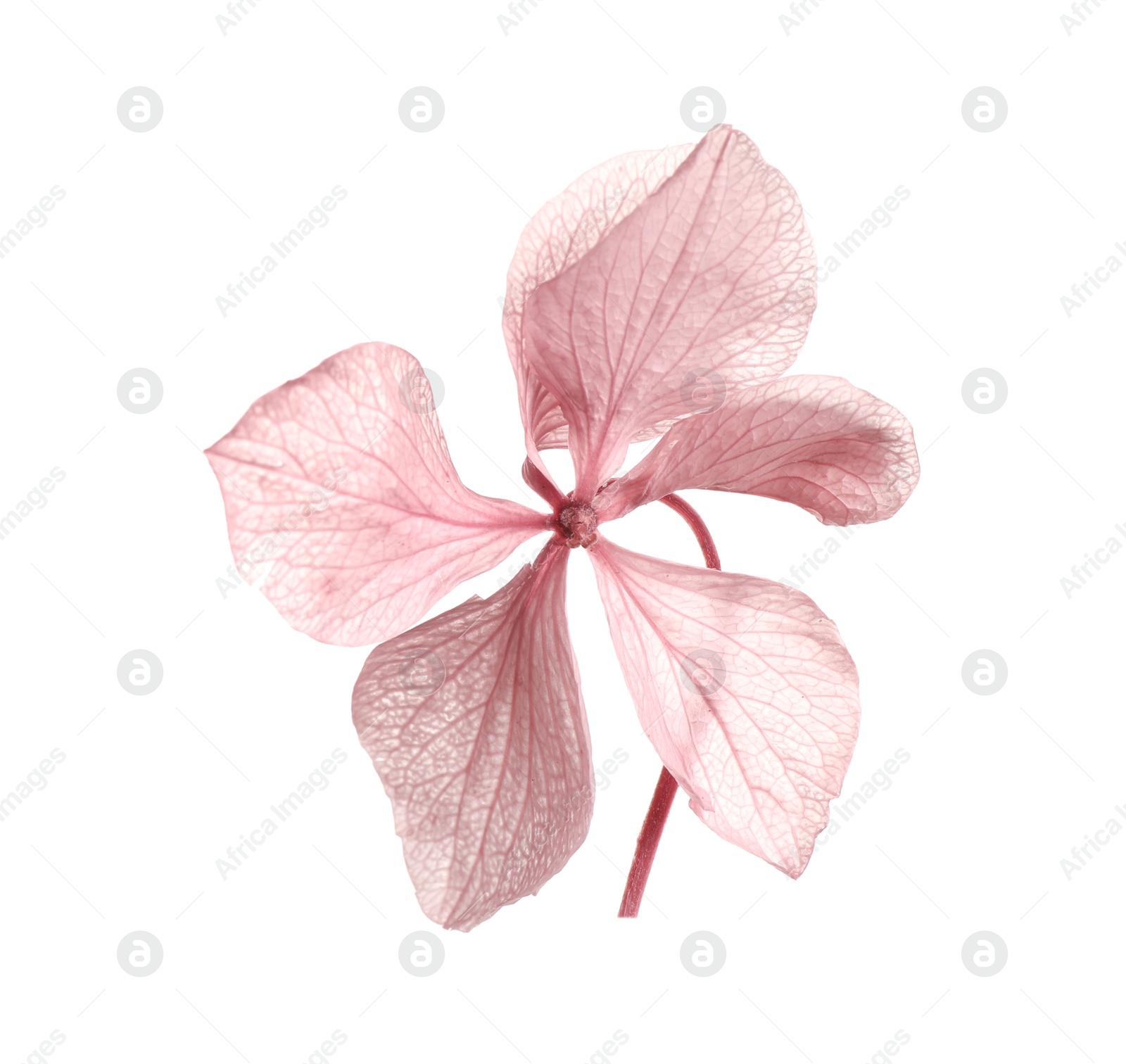 Photo of Beautiful pink hortensia flower isolated on white