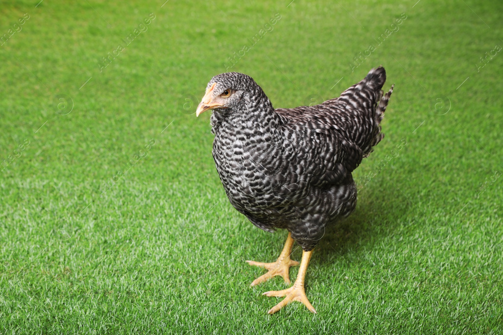 Photo of Beautiful chicken on green grass. Domestic animal