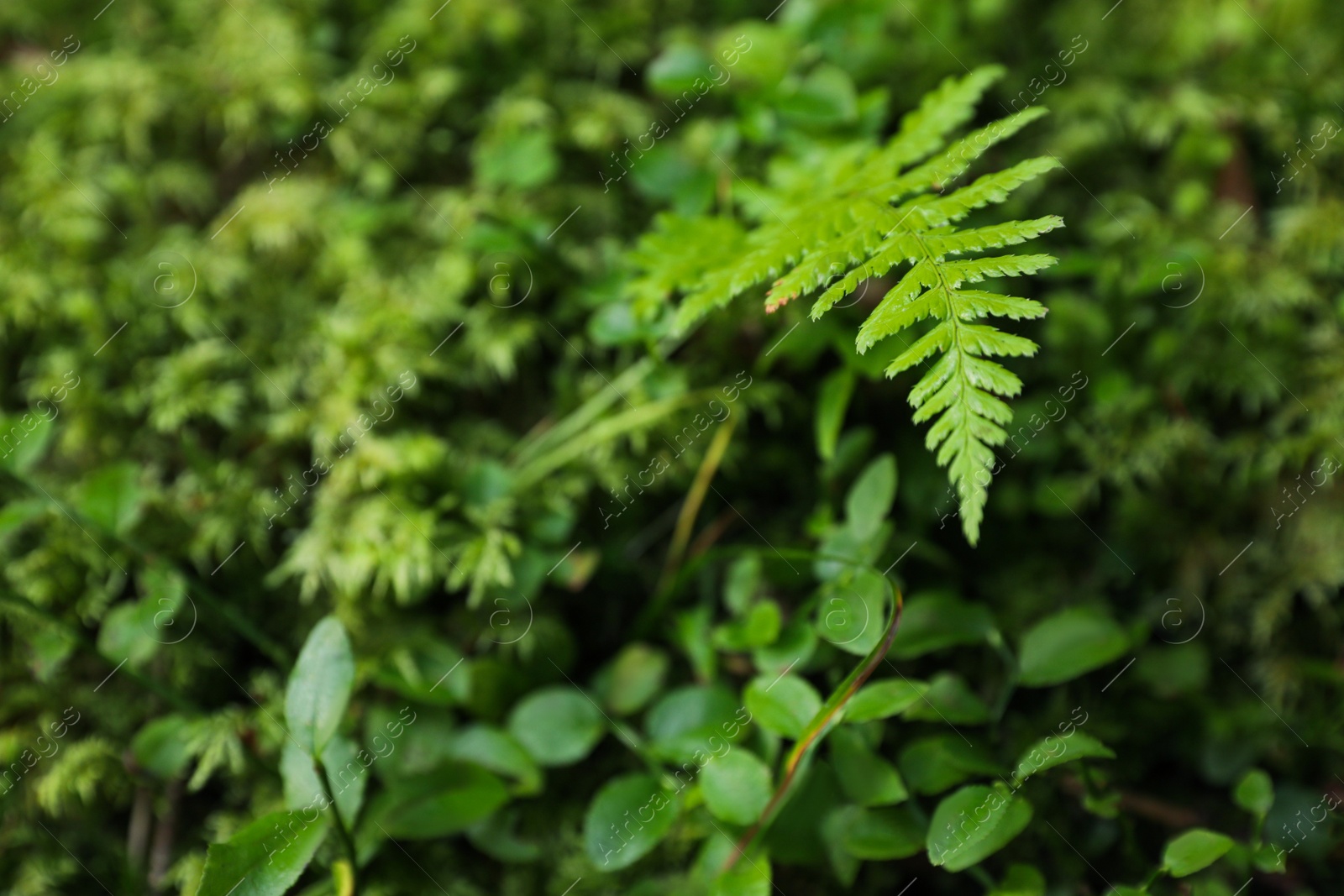 Photo of Green fern growing in forest, closeup. Space for text