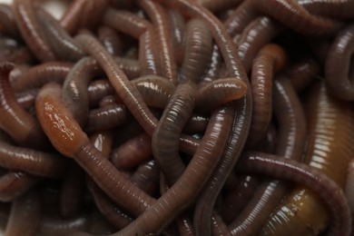 Many earthworms as background, closeup. Terrestrial invertebrates