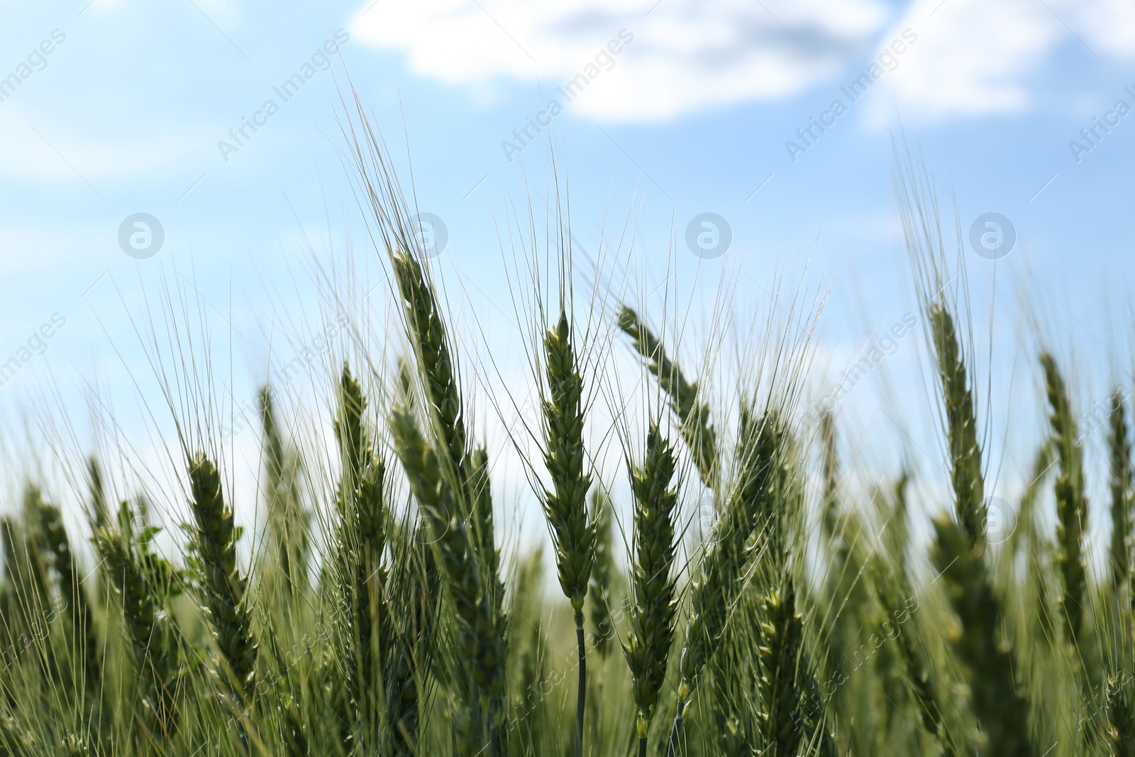 Photo of Beautiful agricultural field with ripening wheat, closeup