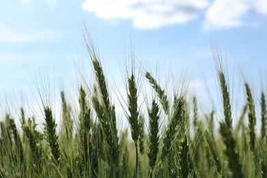 Beautiful agricultural field with ripening wheat, closeup