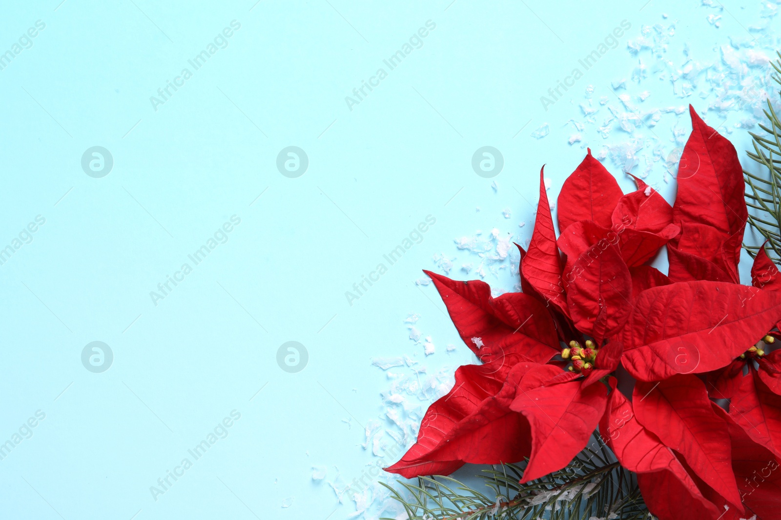 Photo of Flat lay composition with poinsettia and space for text on color background. Traditional Christmas flower