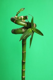Photo of Beautiful bamboo stem on light green background