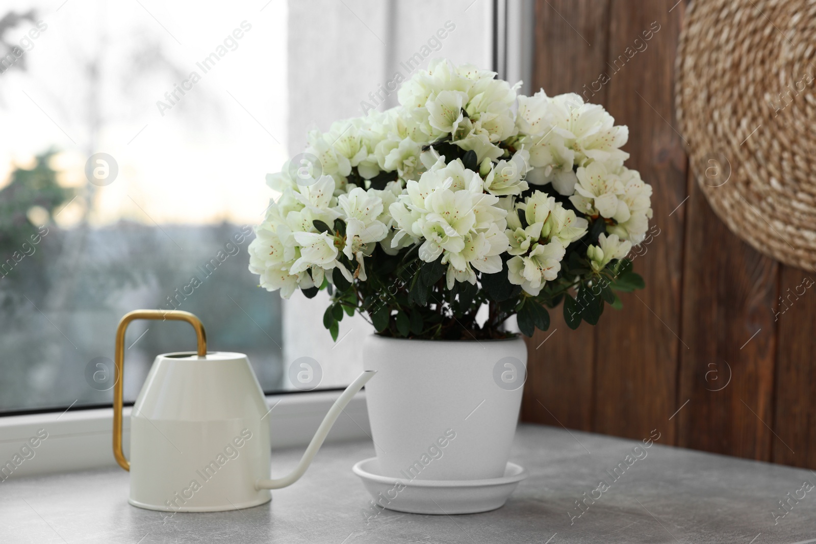 Photo of Beautiful azalea flowers in pot and watering can on windowsill indoors