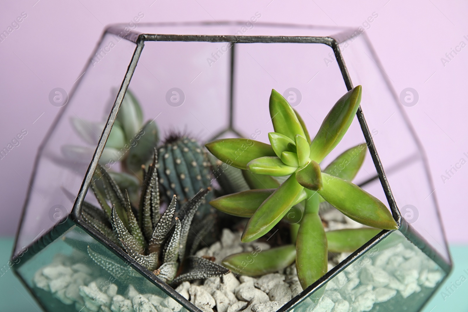 Photo of Glass florarium with different succulents on color background, closeup