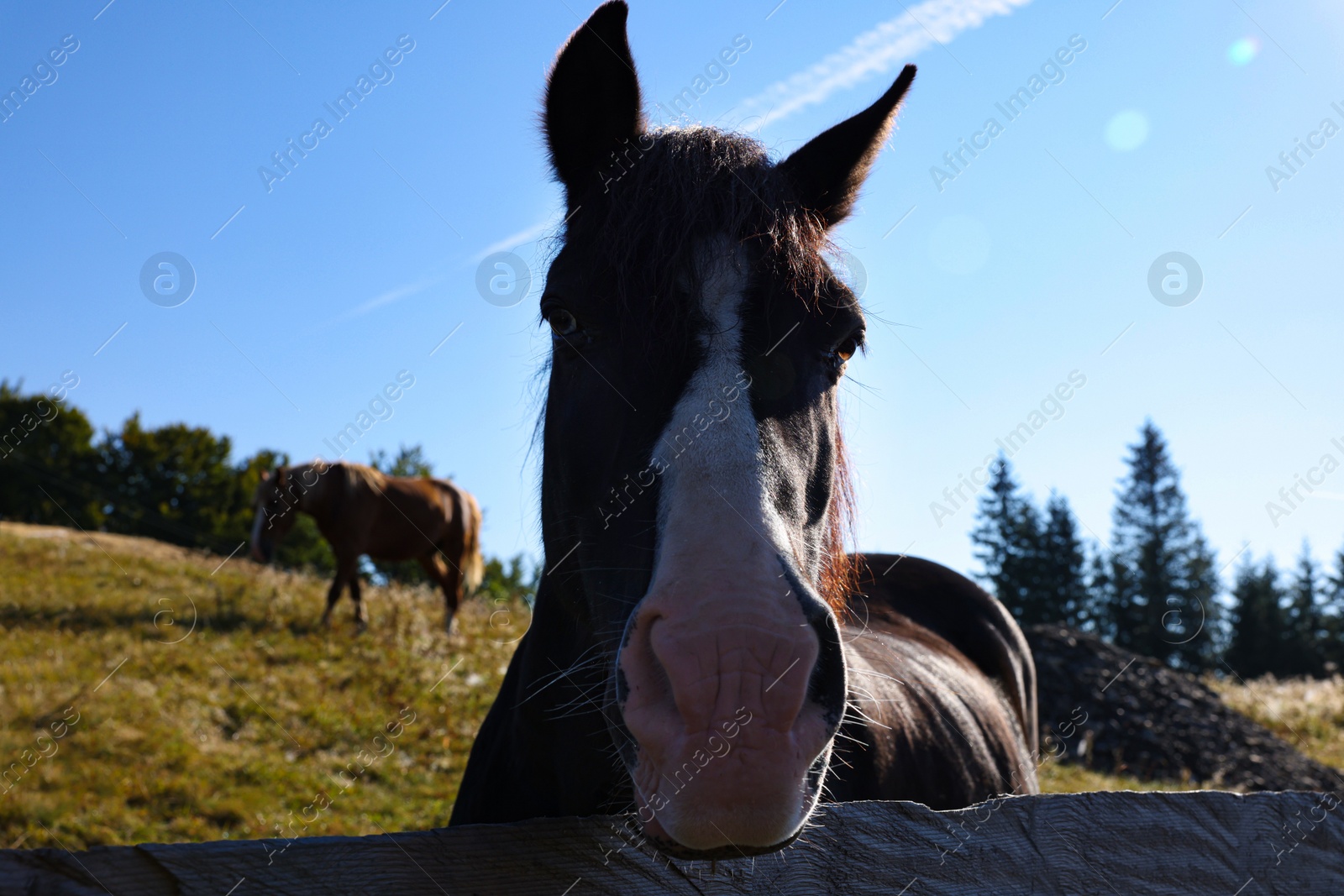 Photo of Cute horse near fence outdoors. Lovely domesticated pet