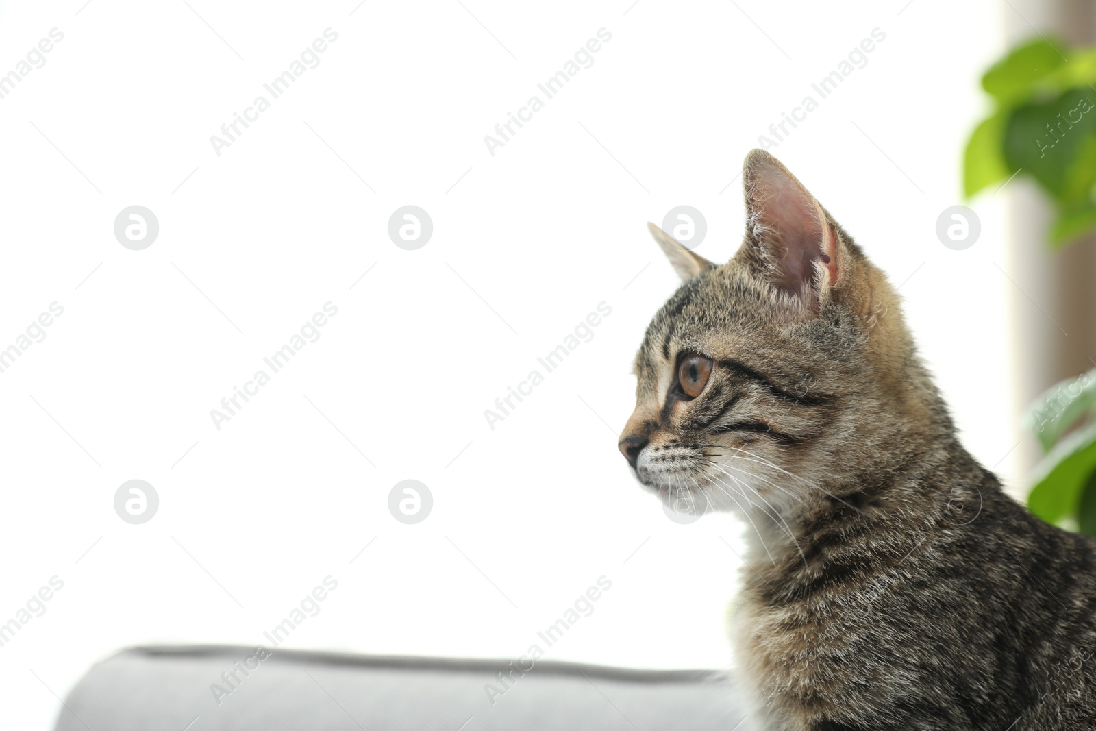 Photo of Grey tabby cat indoors, space for text. Adorable pet