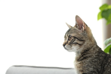 Photo of Grey tabby cat indoors, space for text. Adorable pet