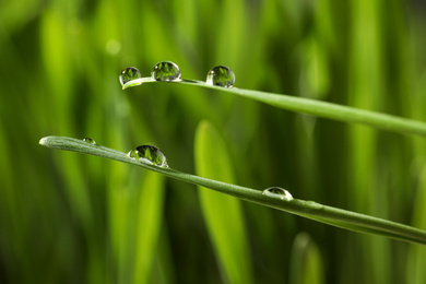 Photo of Water drops on grass blades against blurred background, closeup