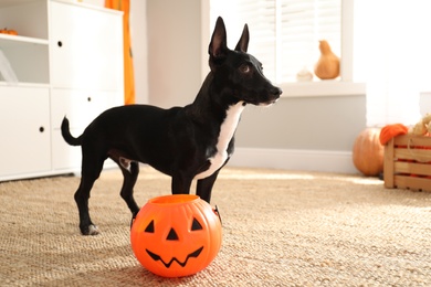 Photo of Cute black dog with Halloween treat bucket on floor indoors