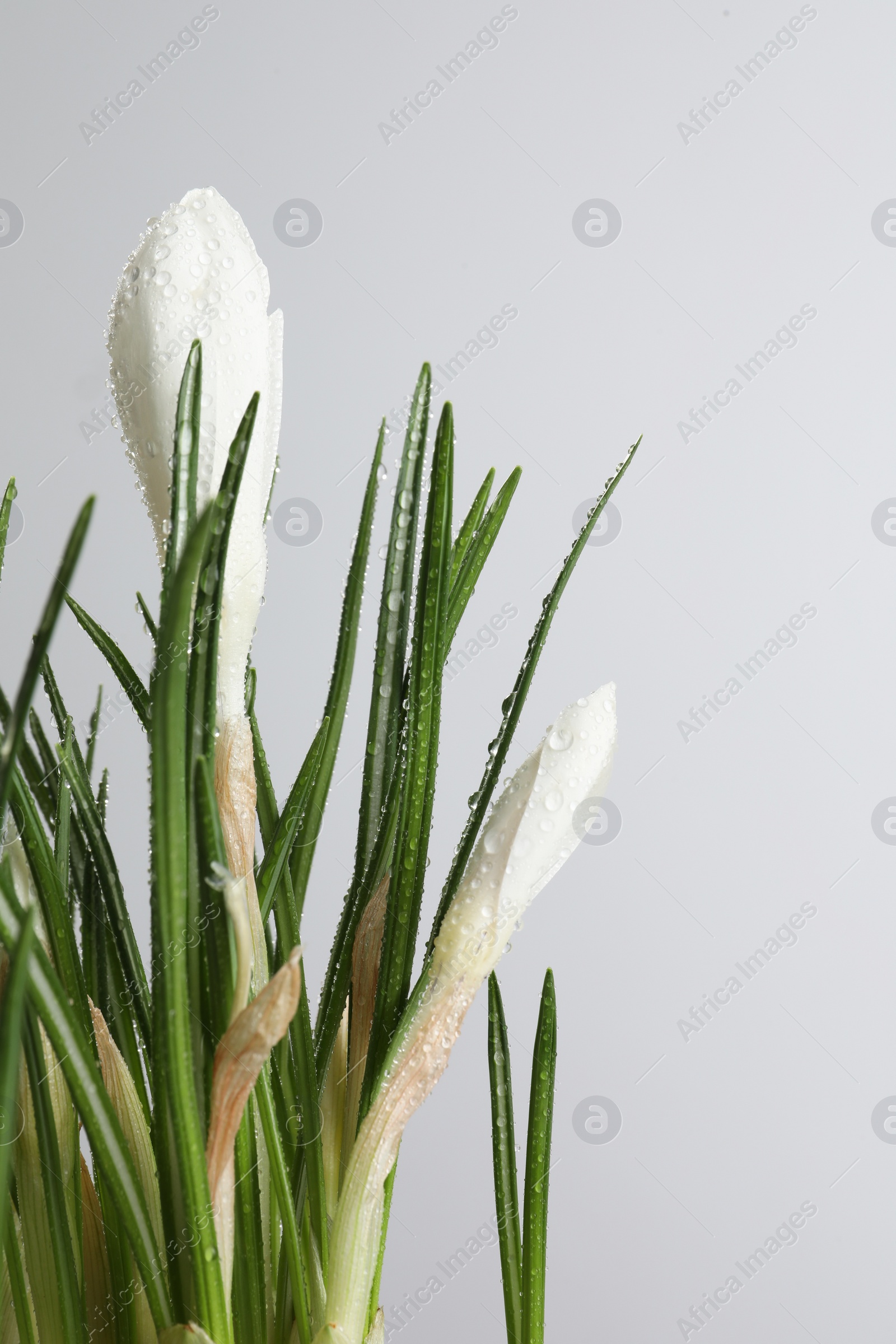 Photo of Beautiful crocuses with dew drops on white background. Space for text