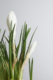 Photo of Beautiful crocuses with dew drops on white background. Space for text