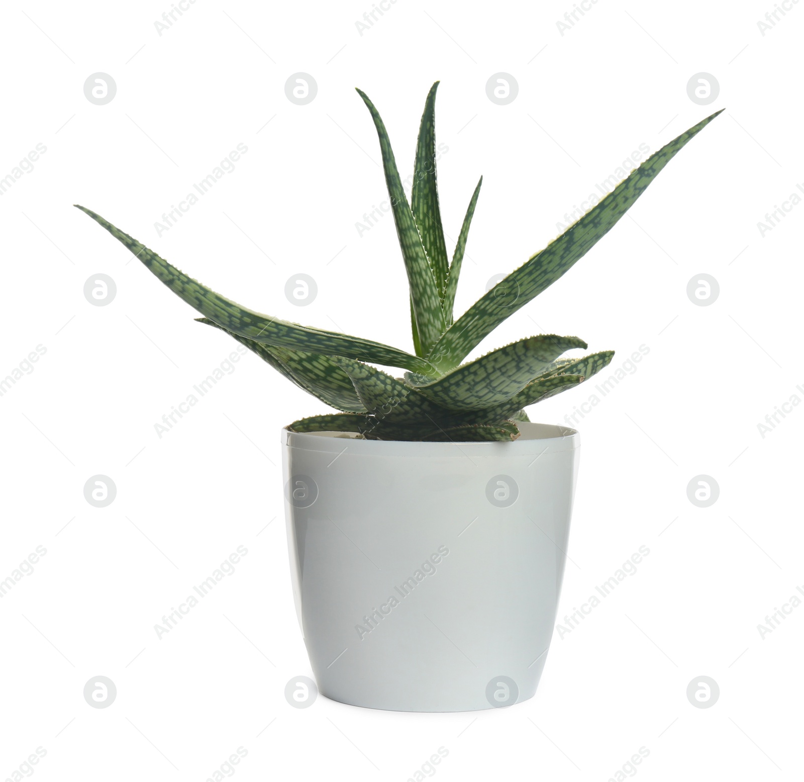 Photo of Beautiful aloe plant in pot isolated on white