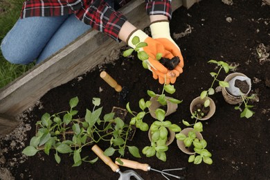 Photo of Woman transplanting seedlings from container in soil outdoors, top view