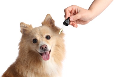 Photo of Woman giving tincture to cute dog on white background, closeup