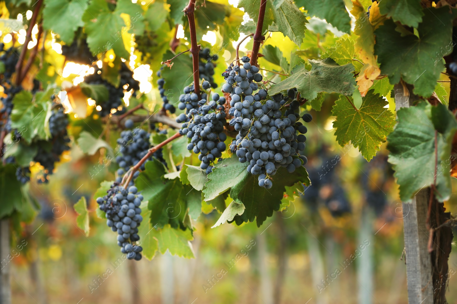 Photo of Fresh ripe juicy grapes growing on branches in vineyard