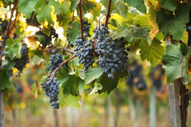 Fresh ripe juicy grapes growing on branches in vineyard