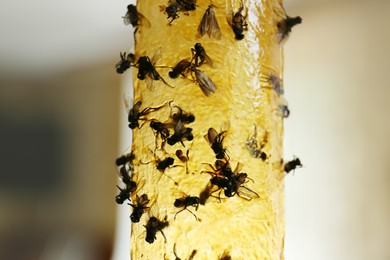 Sticky insect tape with dead flies on blurred background, closeup