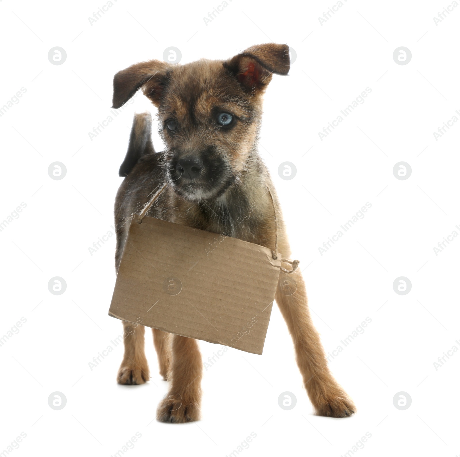 Photo of Cute little dog with blank cardboard sign on white background. Homeless pet