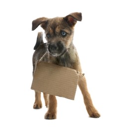 Cute little dog with blank cardboard sign on white background. Homeless pet