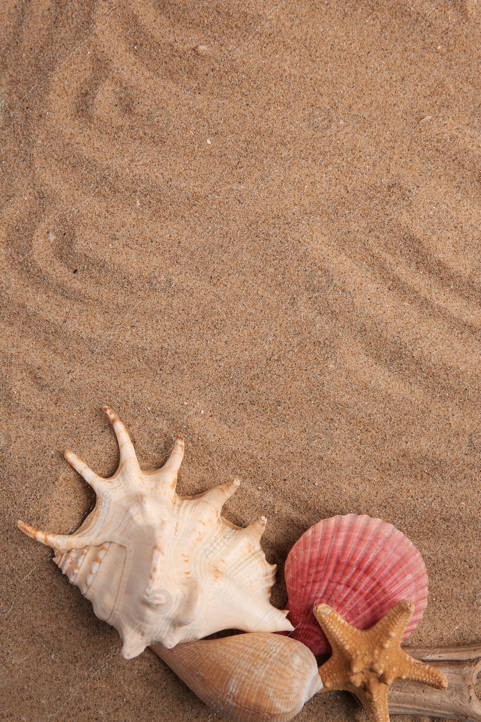 Photo of Beautiful starfish and sea shells on sand, flat lay. Space for text