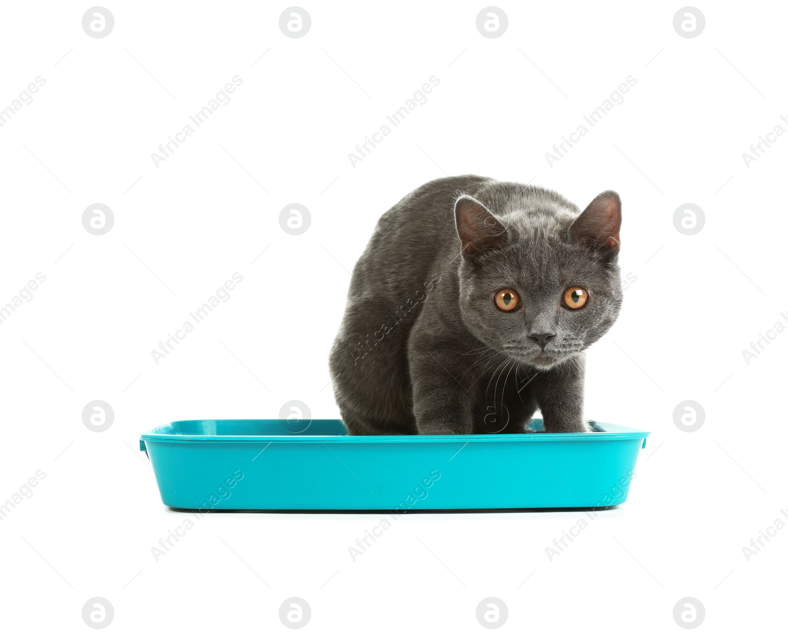 Photo of Cat in pet toilet on white background