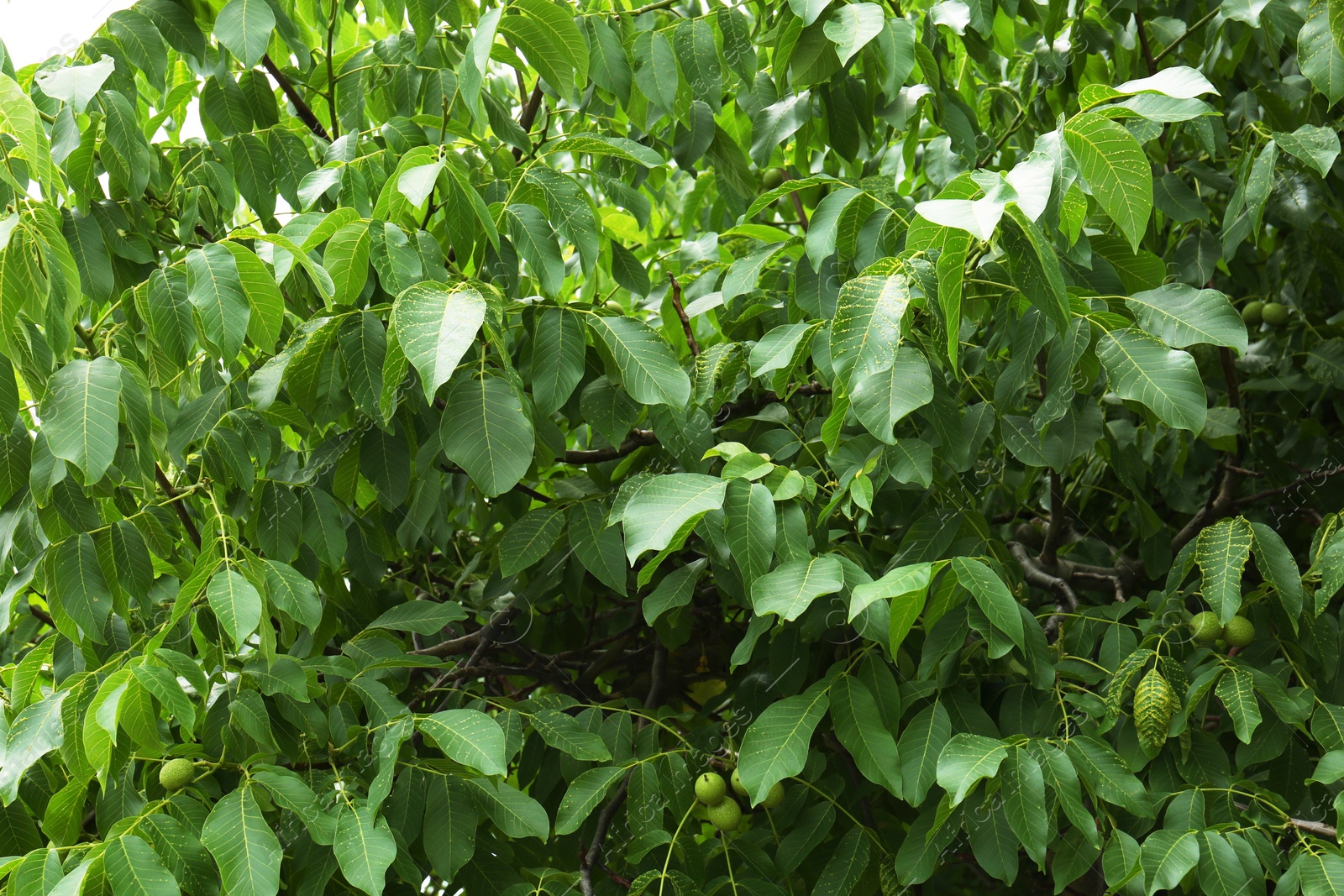 Photo of Green unripe walnuts on tree branches outdoors