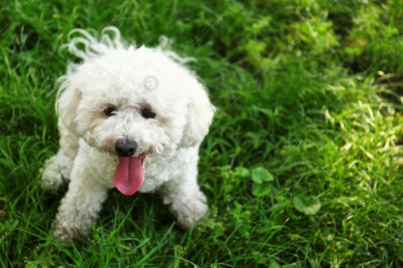 Photo of Cute fluffy Bichon Frise dog on green grass in park. Space for text