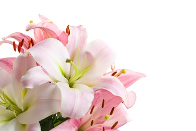 Photo of Beautiful blooming lily flowers on white background