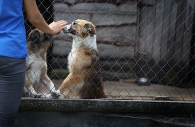 Woman near cage with homeless dogs in animal shelter, space for text. Concept of volunteering