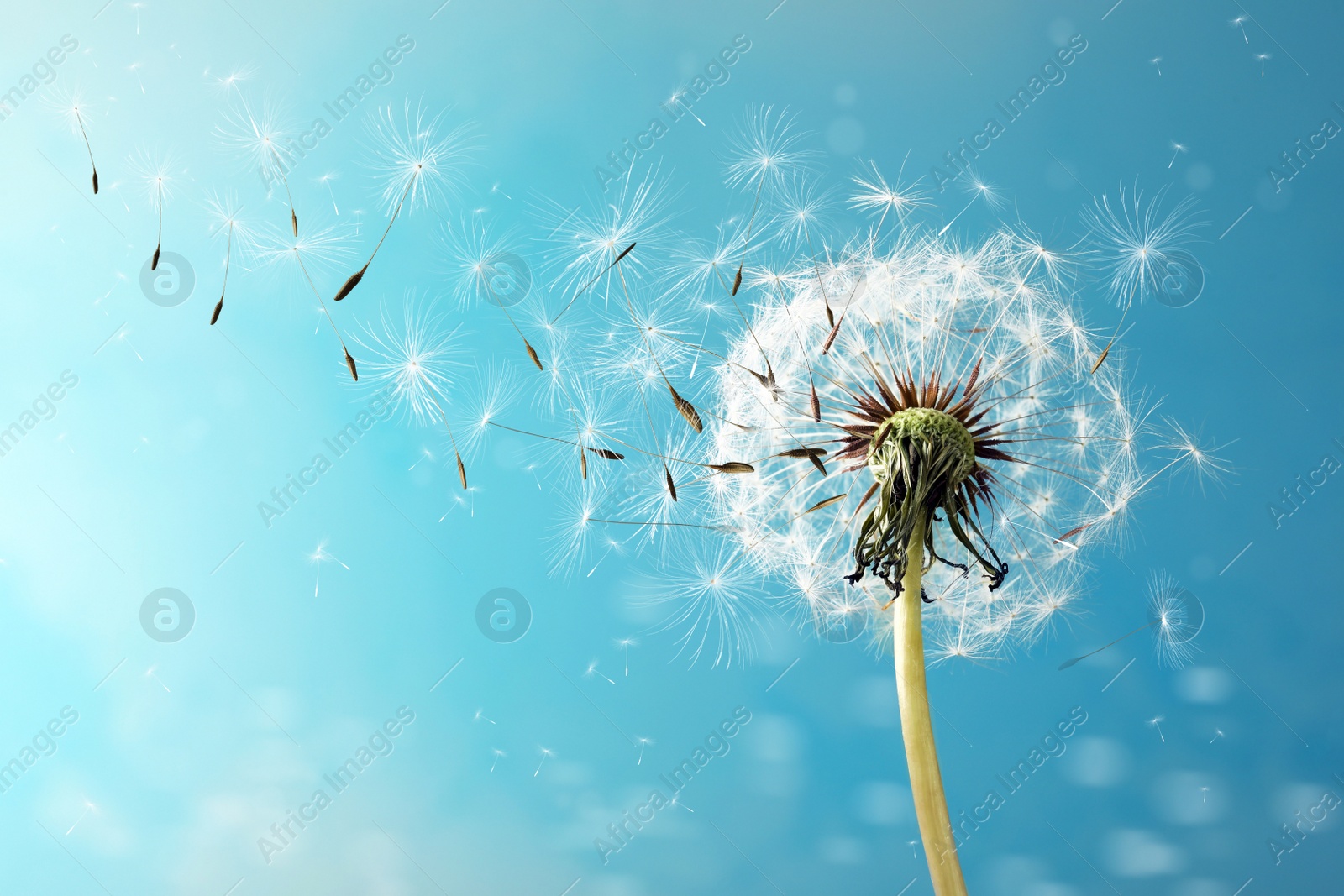 Image of Beautiful puffy dandelion and flying seeds against blue sky on sunny day 