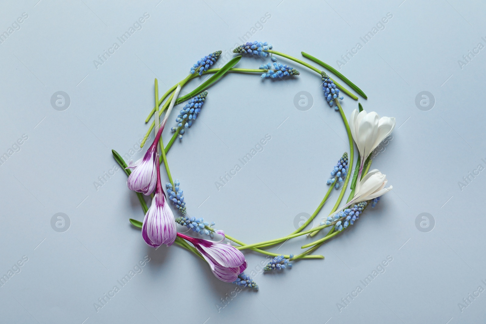 Photo of Beautiful spring crocus and muscari flowers on color background, top view with space for text