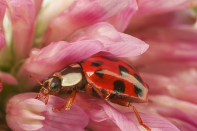 Photo of Red ladybug on pink flower, macro view