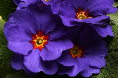 Photo of Beautiful primula (primrose) plant with purple flowers, closeup. Spring blossom