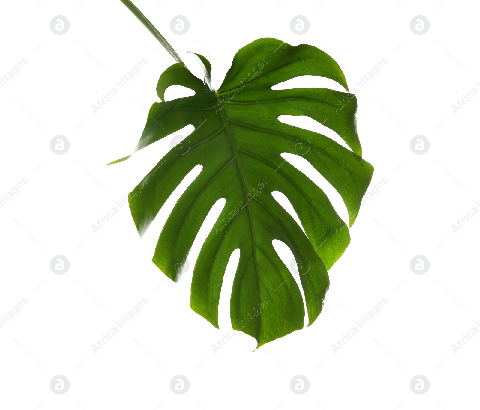 Photo of Fresh tropical monstera leaf on white background