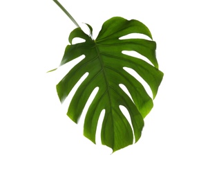 Photo of Fresh tropical monstera leaf on white background