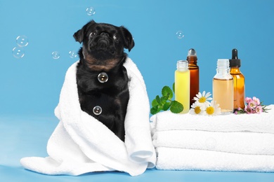 Image of Aromatherapy for animals. Cute black Petit Brabancon dog near towels with essential oils on light blue background
