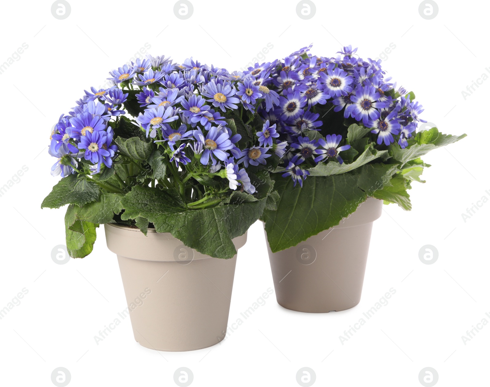 Photo of Beautiful purple cineraria plants in flower pots on white background